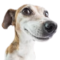 leminlimez