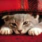onevcat
