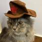safishamsi